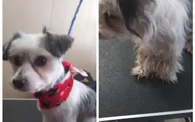 Ofelia's Grooming Service in Lansing, IL