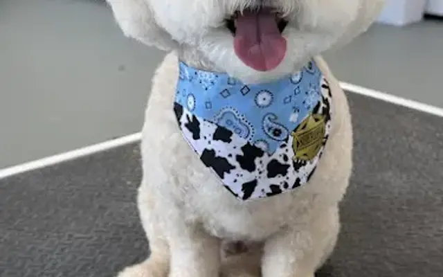 Jarrell Dog Grooming in Jarrell, TX
