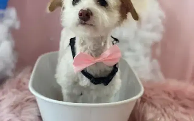 Barbie's Pet Salon in Santa Barbara, CA