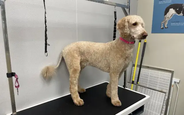 Groomed by Nicole LLC in Eaton Rapids, MI