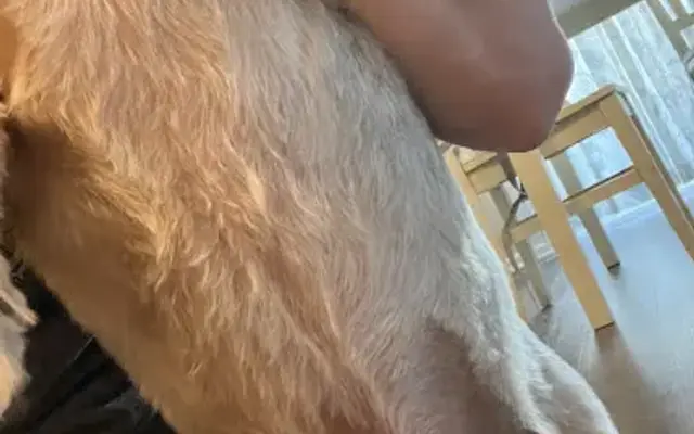 PetSmart Grooming in Parker, CO