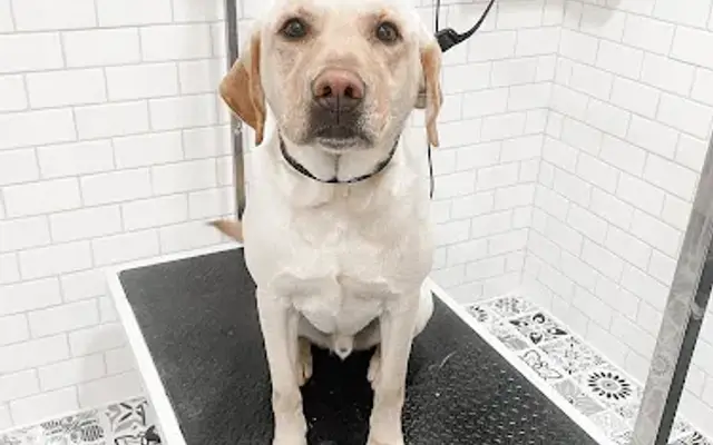 The Dog Gone Groomers in Zimmerman, MN