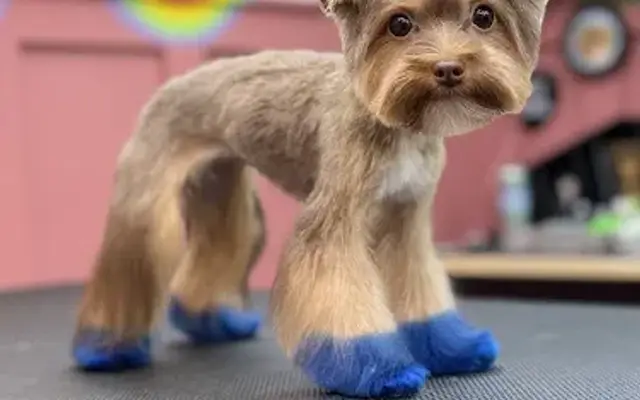 Dog Haus Grooming in Waxahachie, TX