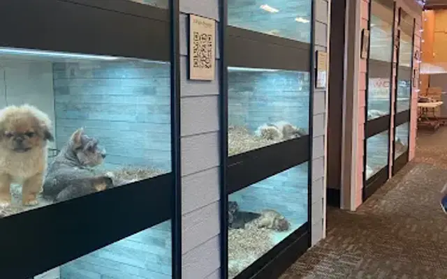 Puppy Dreams - Arlington in Pantego, TX