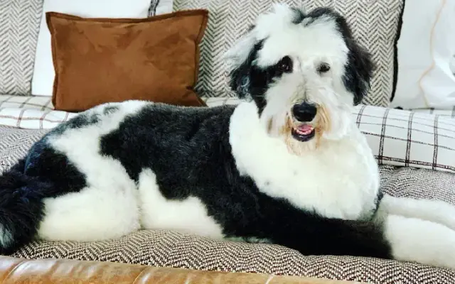 Sara's Dogworks in Lake Katrine, NY