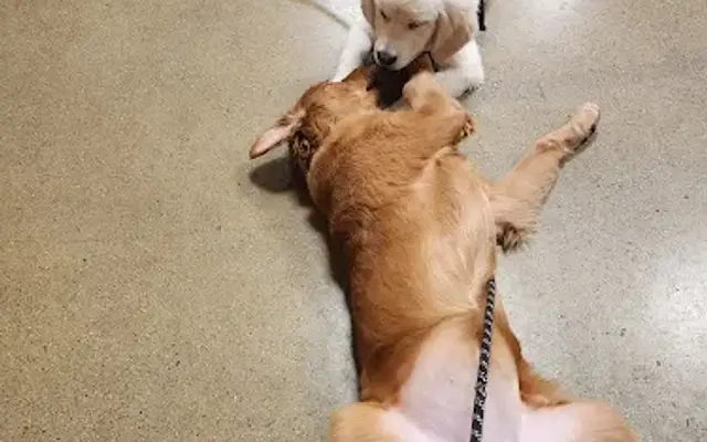 PetSmart Grooming in Pittsburgh, PA