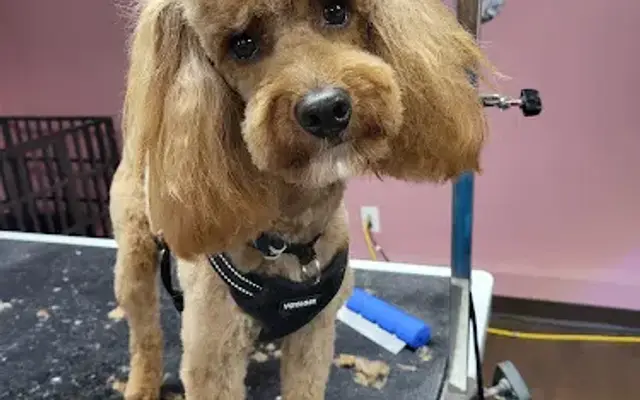 Luv This Puppa Pet Grooming in Bridgeton, NJ