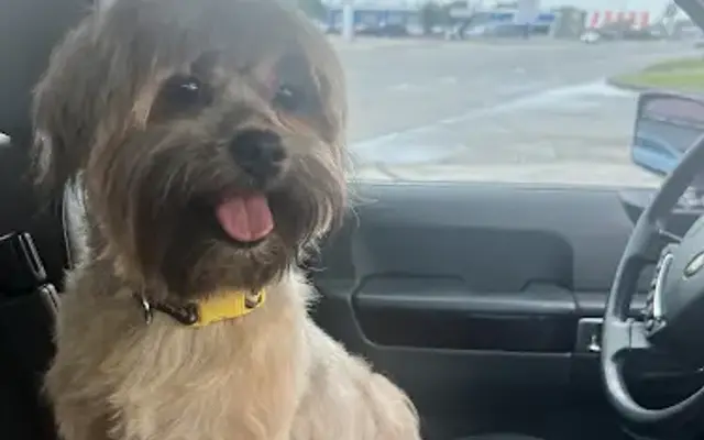 Jackie's Dog Grooming in Texas City, TX