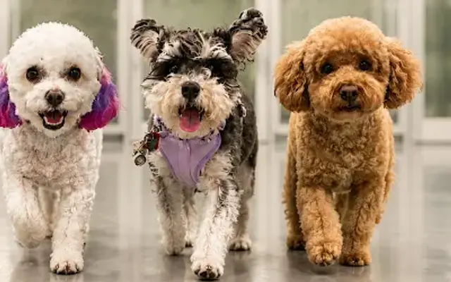 Ivy Pets - Midwood in Brooklyn, NY