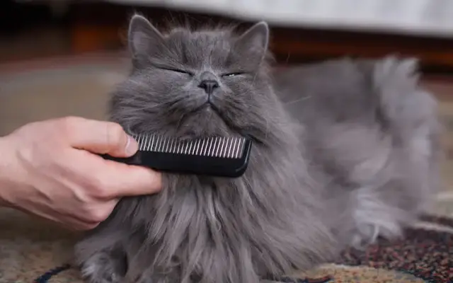 Jean's Pet Grooming in Madisonville, LA