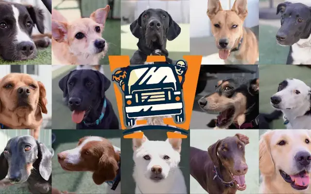 Whitaker Dog - Dog Daycare, Boarding and Training in Los Angeles, CA