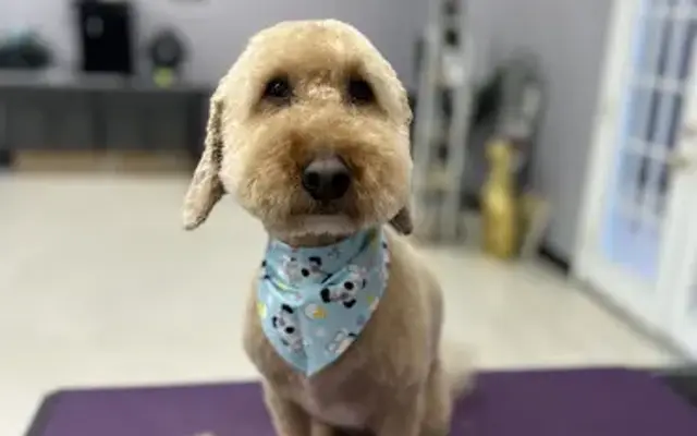 Mystic Paws Pet Salon & Spa in O'Fallon, MO