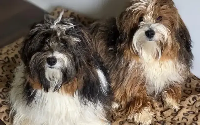 Trendy Tails Grooming Studio in Maryville, TN