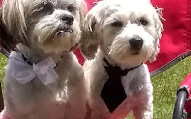 Connie's Groom Room in Swanton, OH