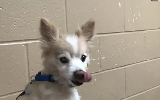 Gwinnett Animal Clinic in Lawrenceville, GA