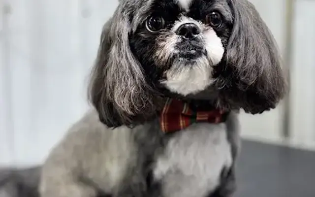 Finesse Pet Grooming in Loogootee, IN