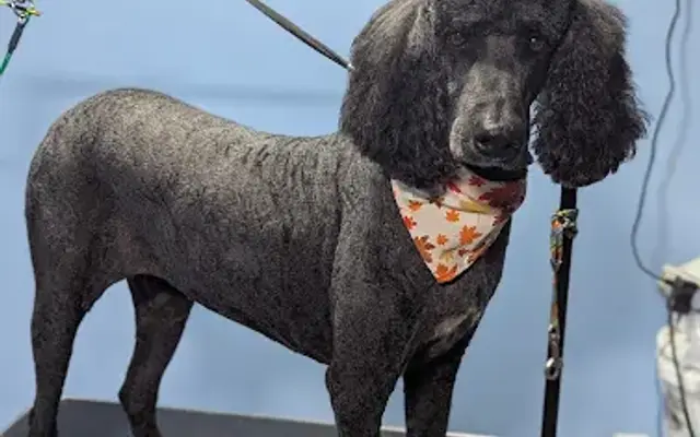 Legacy Grooming in Bryceville, FL