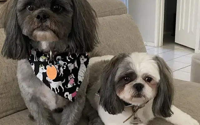 iPaw Pet Salons (Evans Rd.) in San Antonio, TX