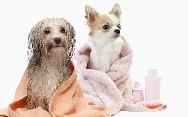 Mutz & Kutz Grooming in Georgetown, TX