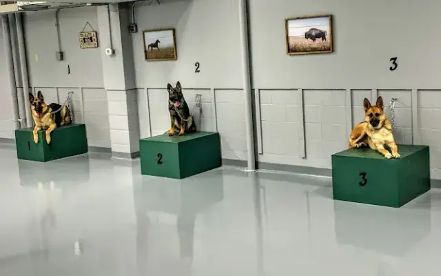 Randy Hare’s Alpha Canine Training Center, Inc. in Fairview, TN