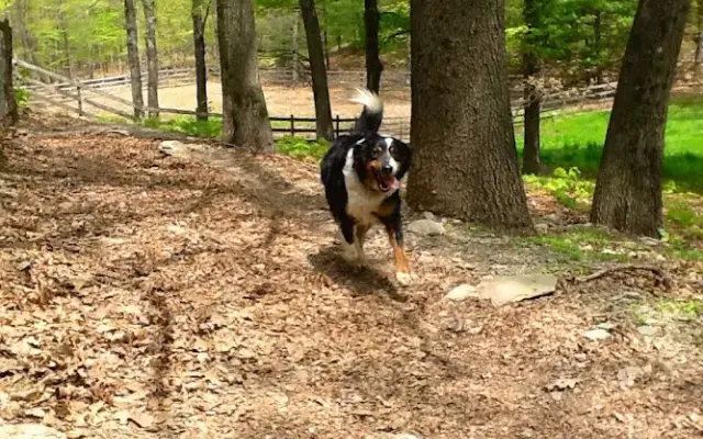 Professional Pet Care in Rhinebeck, NY