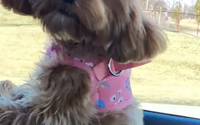 KAC'S Kountry Kuts Fur K9's in Delphos, OH