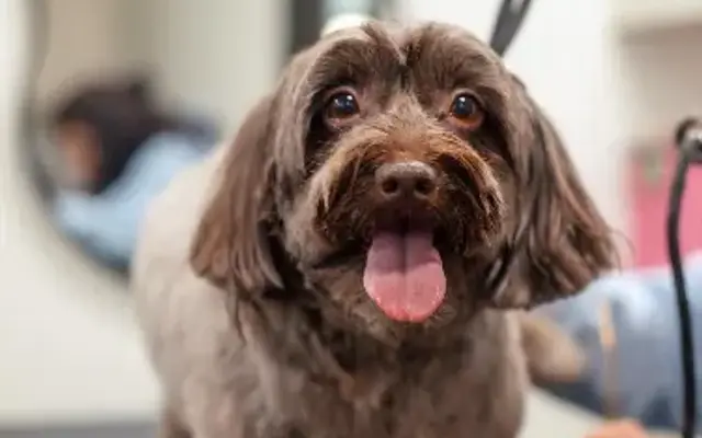 Fuzzy Bubbles Dog Salon & Spa in Waxhaw, NC