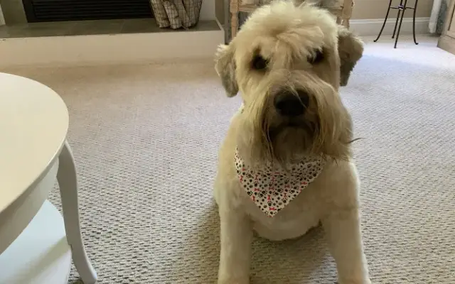 Best In Show Dog Grooming LLC in Orchard Park, NY