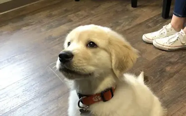 Crosswinds Animal Hospital in Greenville, SC