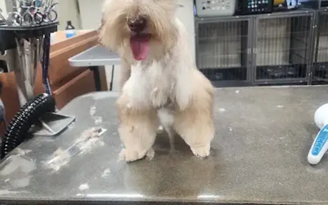 Beach Babies Pet Grooming in Pensacola, FL