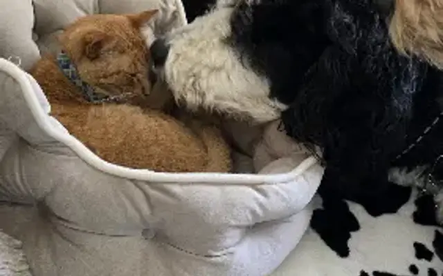 Dharma's Bed and Biscuit in San Antonio, TX