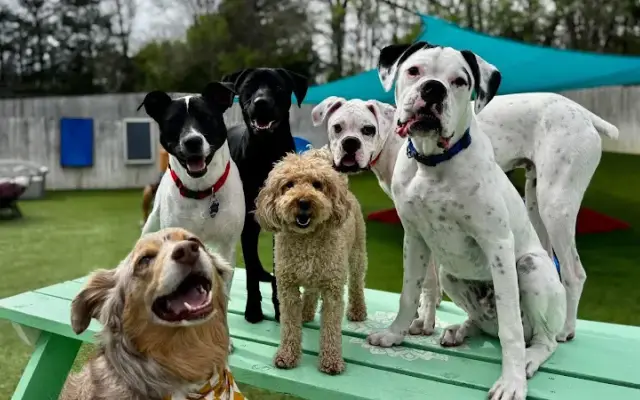Pleasant View Pet Spa in Pleasant View, TN