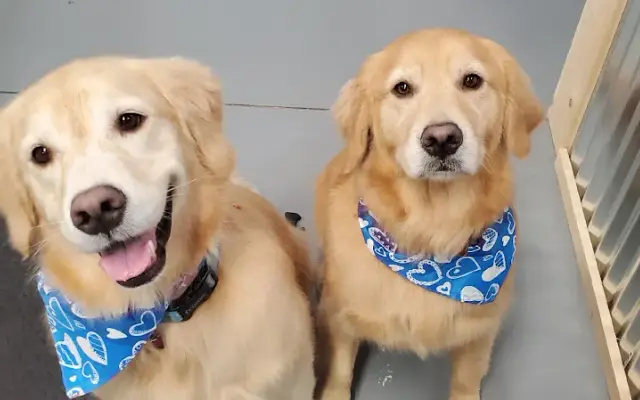 Northern Tails Grooming Services in Levering, MI