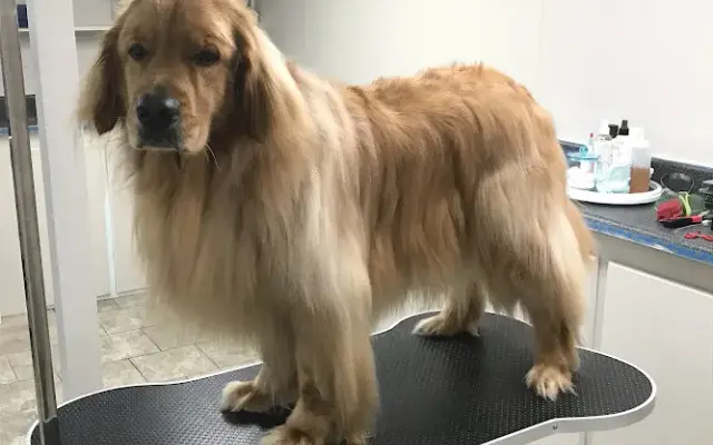 Unleashed Pet Salon in Rome City, IN