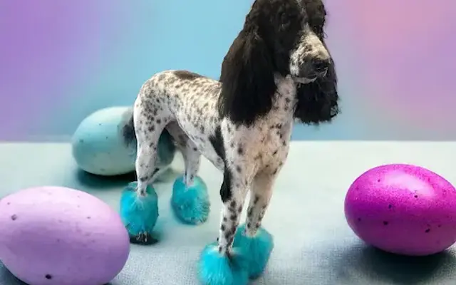 The Ritz Pet Resort and Spa, LLC in Colorado City, TX
