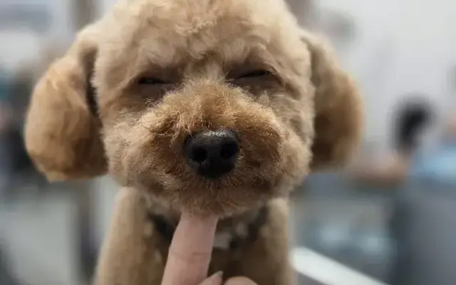 LVC Grooming in Kearney, MO