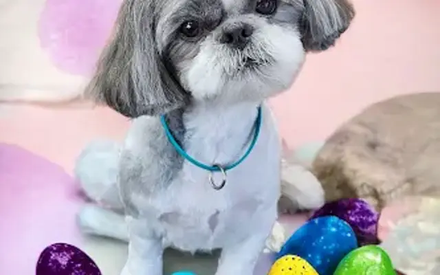 Paws & Kisses Pet Salon, LLC in Lancaster, SC