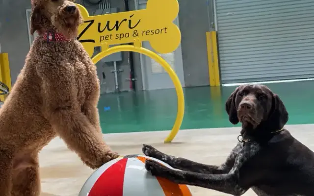 The Zuri Pet Spa & Resort in Mission Viejo, CA