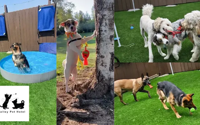 Valley Pet Hotel in Rialto, CA