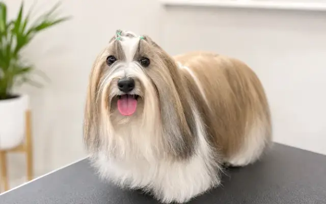 Maggie's Mobile Paw Services in West Chester Township, OH