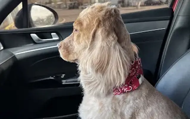 Sarahs Grooming in Mills, WY