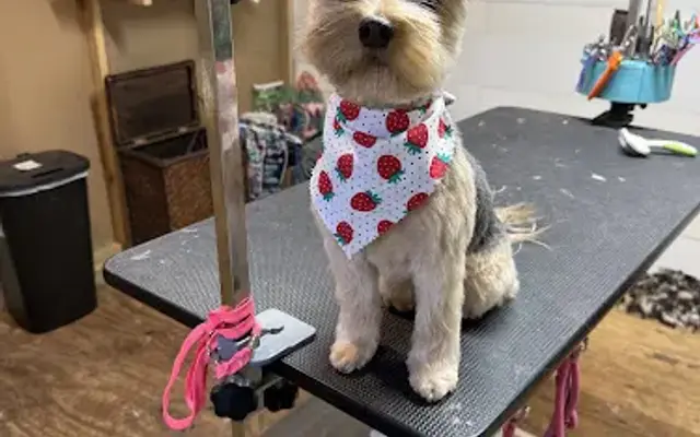 Grooms By Brooke in Opelika, AL