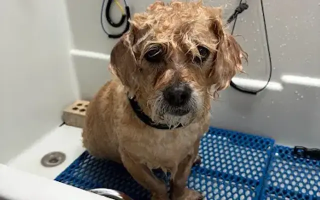 Bark's & Meow's Pet Grooming Salon in Ballwin, MO