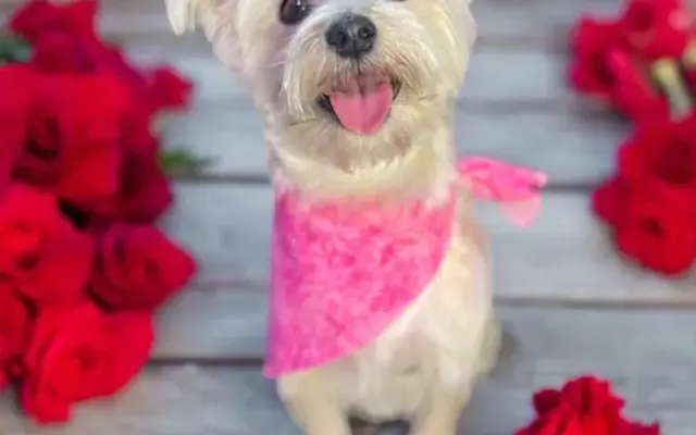 Pawsh Grooming Co. in Adrian, MI