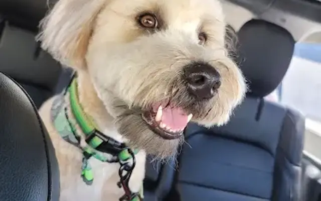 Doggie Divine Pet Spa and Grooming in Venice, FL