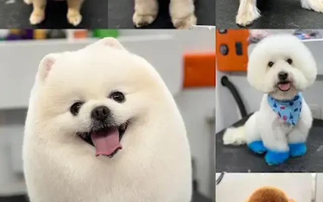 Paradise Paws Pet Grooming in Miami, FL