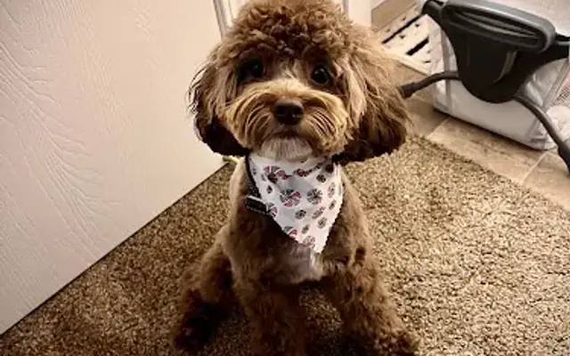 Fit and Fluffy Spa in Marysville, OH