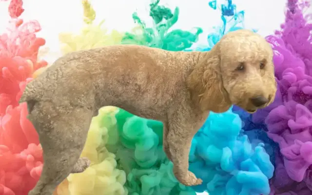 Joys of Grooming 25 years experience "Winner of Best Groomer" Four Corners 2024 in Davenport, FL