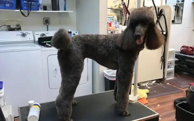 Gina's Glamour Grooming LLC in Wellington, FL