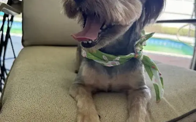 SARAHS DOG GROOMING STUDIO LLC in Brooksville, FL